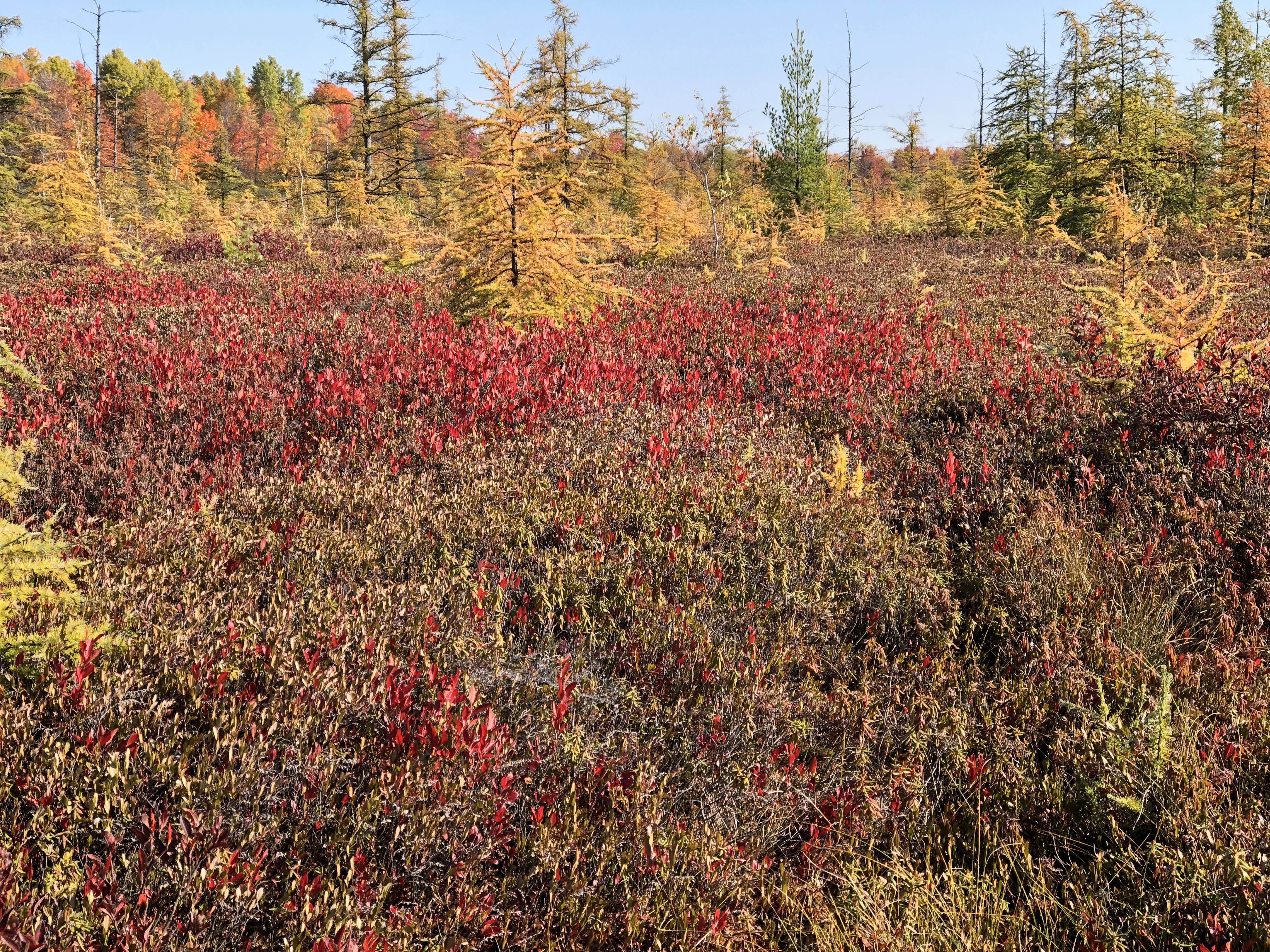 Market Highlights – November 2019