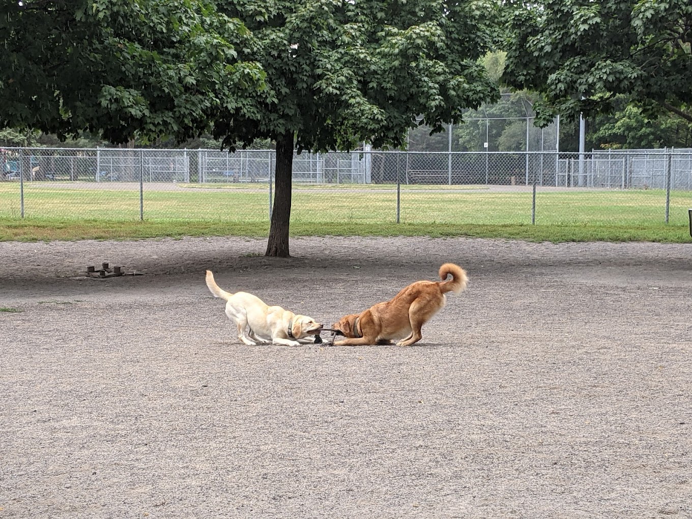 Ottawa Neighbourhoods: A Dog Friendly Ottawa